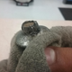 Photo: turtlesgg